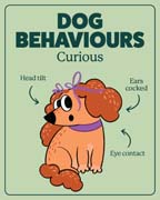 Download this behaviour image for curious